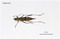 藏品(鍵紋綠細虎天牛)的圖片